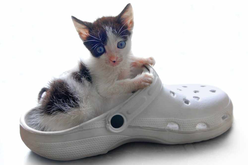 A Cute Kitten In A Shoe