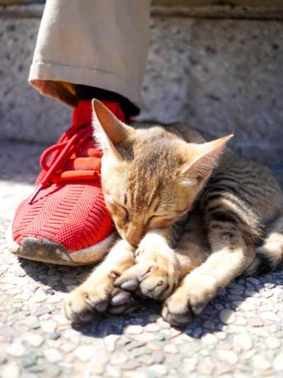 A Kitten Sleeping Beside Someones Foot