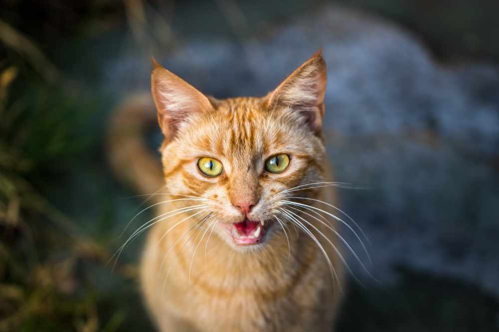 A cute ginger kitty cat meowing