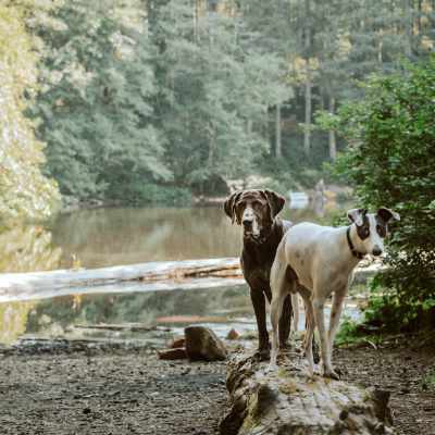 A pair of dogs beside a lake