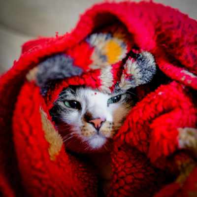 a cuddly cat wrapped up in a blanket