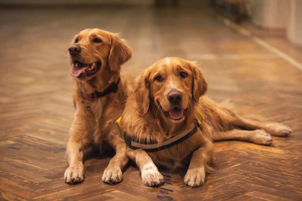 a pair of golden retriever dogs on the floor