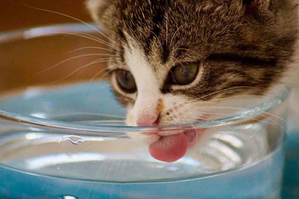 How To Clean Algae Out Of A Cat Fountain
