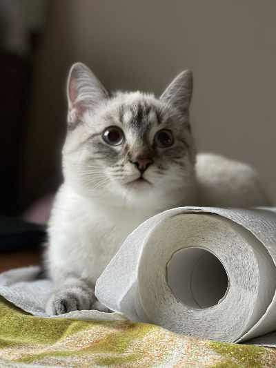 A Cat Beside a Roll of Toilet Paper