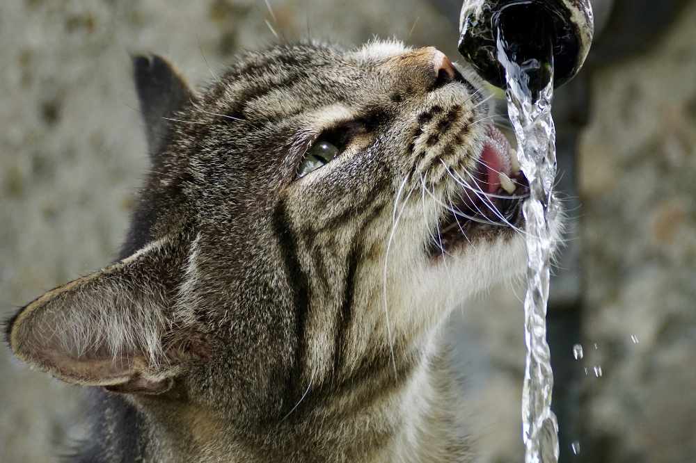 A Cat Drinking From A Hose Pipe