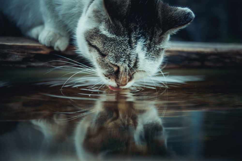 A Cat Drinking From A Pond