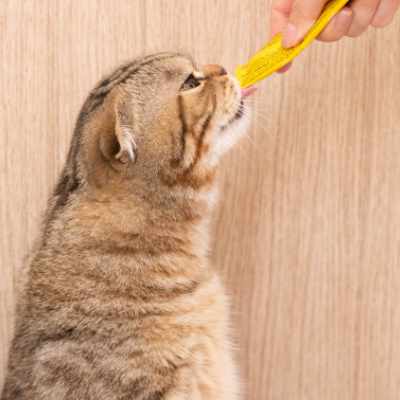 A Cat Licking A Lick-e-lix Treat