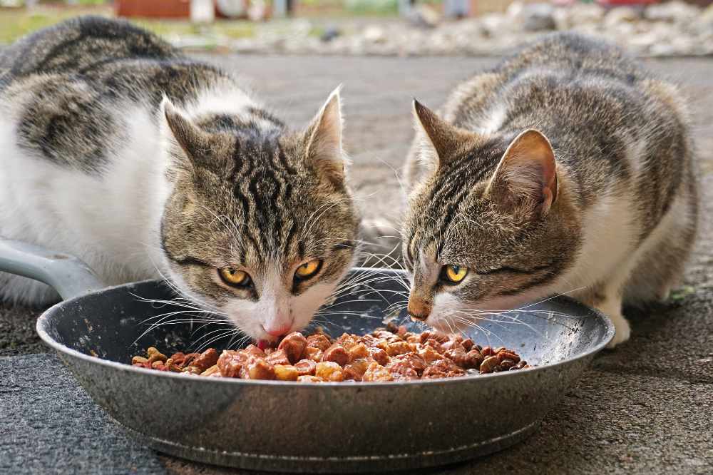 A Pair of Cats Eating Some Wet Cat Food