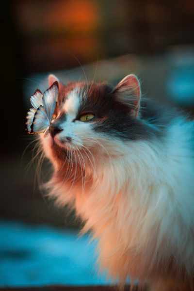 A cat with a butterfly on its nose
