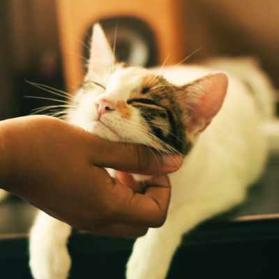 A cute little kitty getting a chin scratch