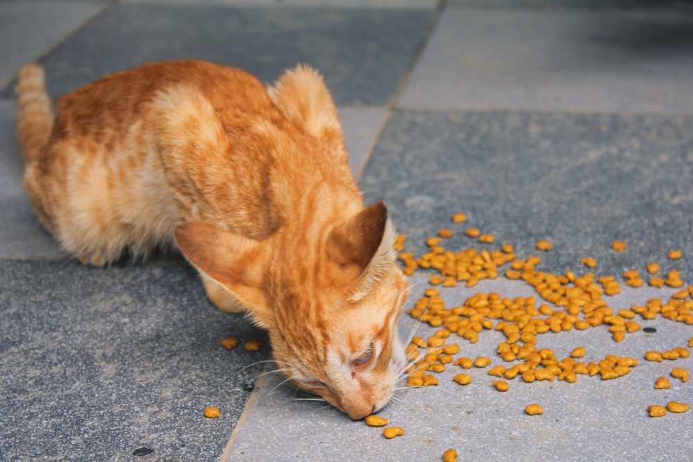 A ginger kitty cat eating treats