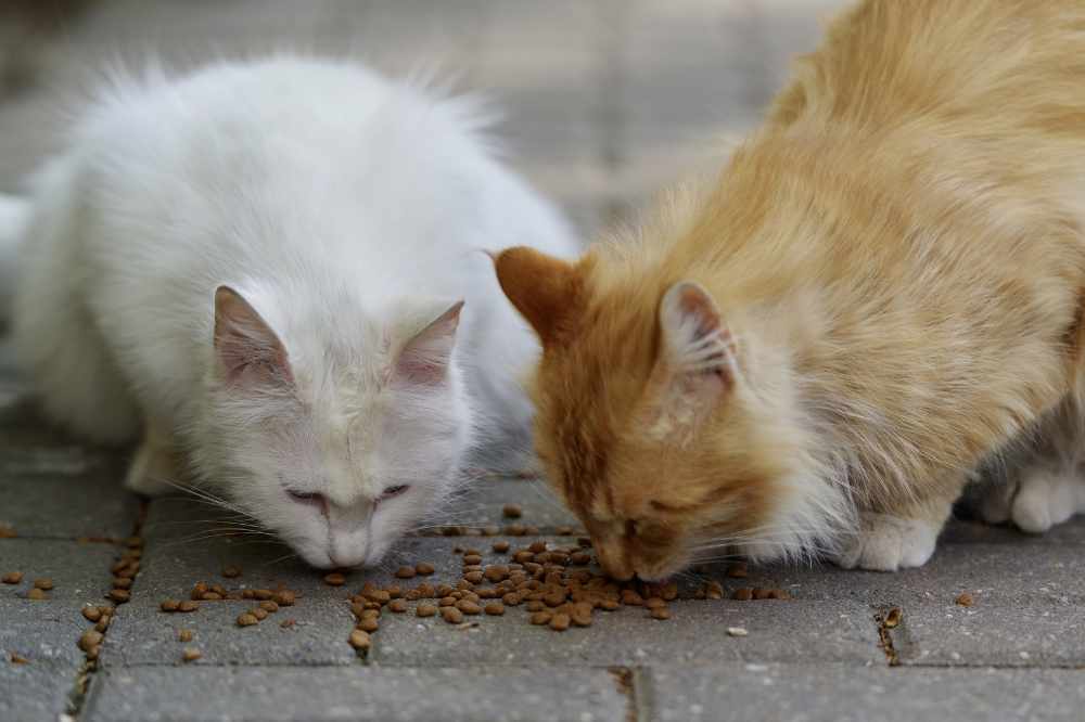 A pair of cats eating kibbles off the ground