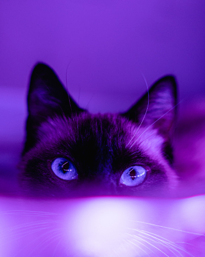 A cat looking over something in violet light