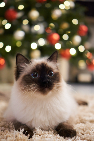 A christmassy little wide eyed ragdoll cat