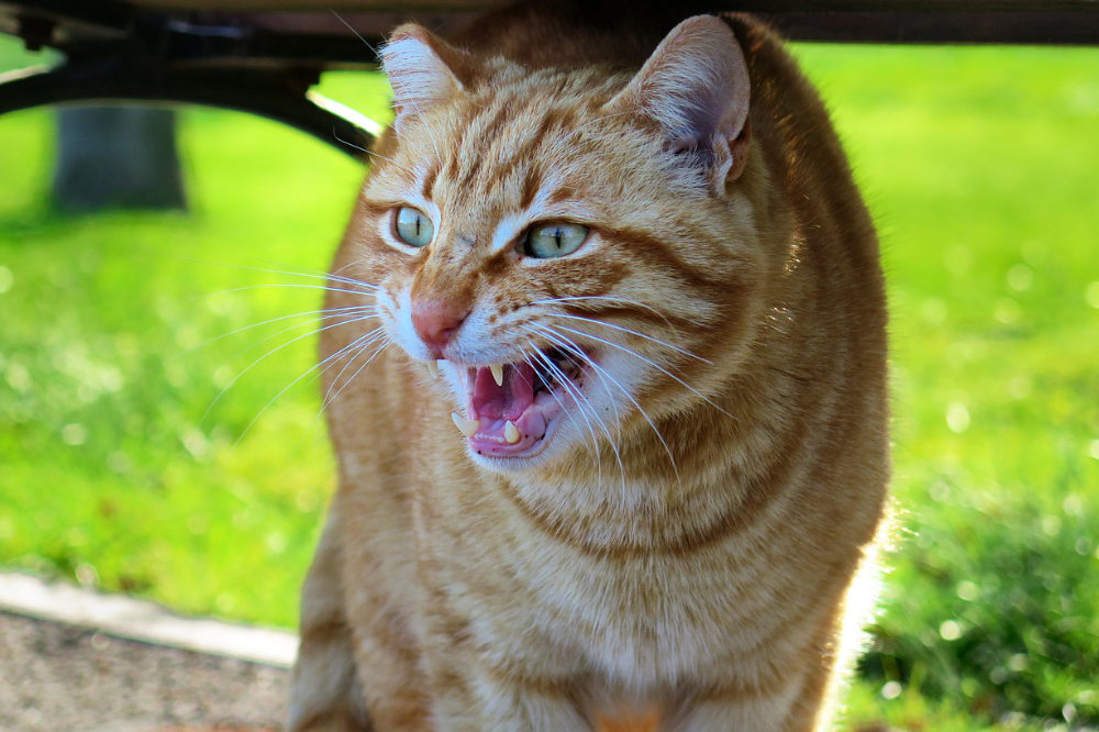 A ginger cat looking scared and defensive