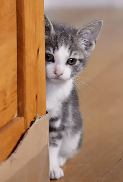 A scared kitten looking round a corner