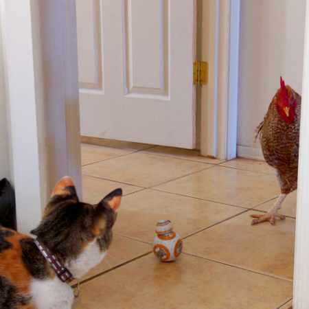 A cat and a chicken staring each other down