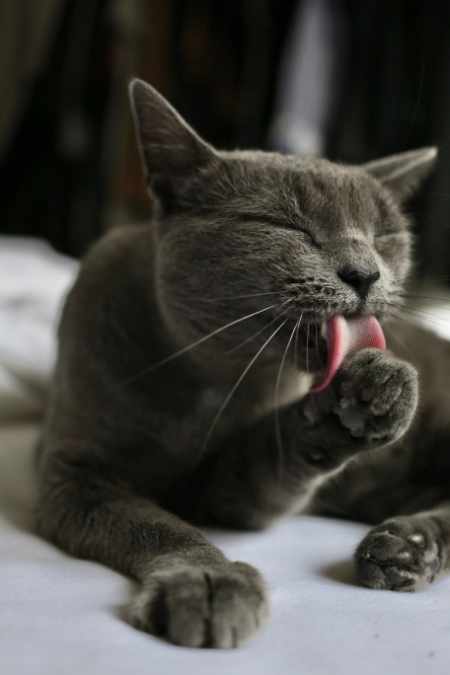 A cat licking its paw