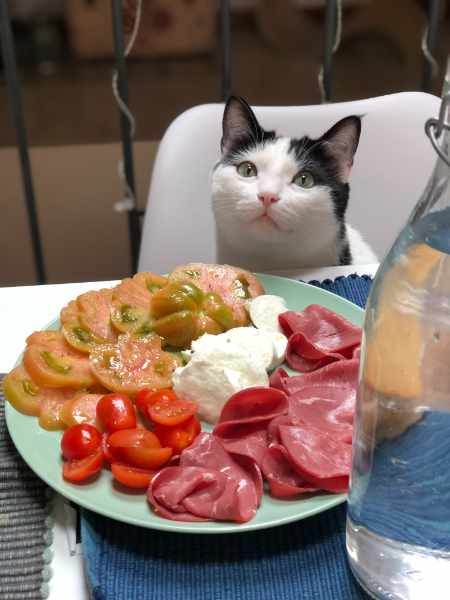 A cat sitting at a table behind a plate of human food
