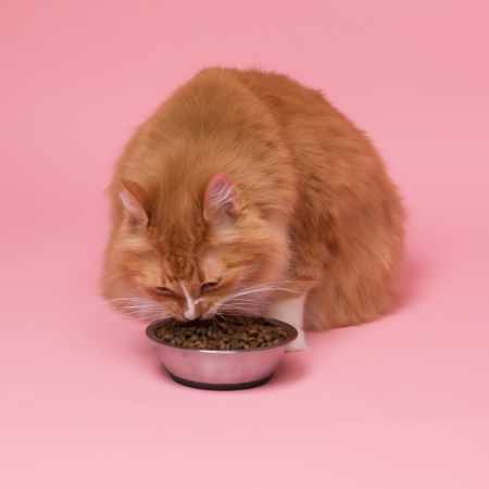 A kitty cat eating a bowl of kibbles