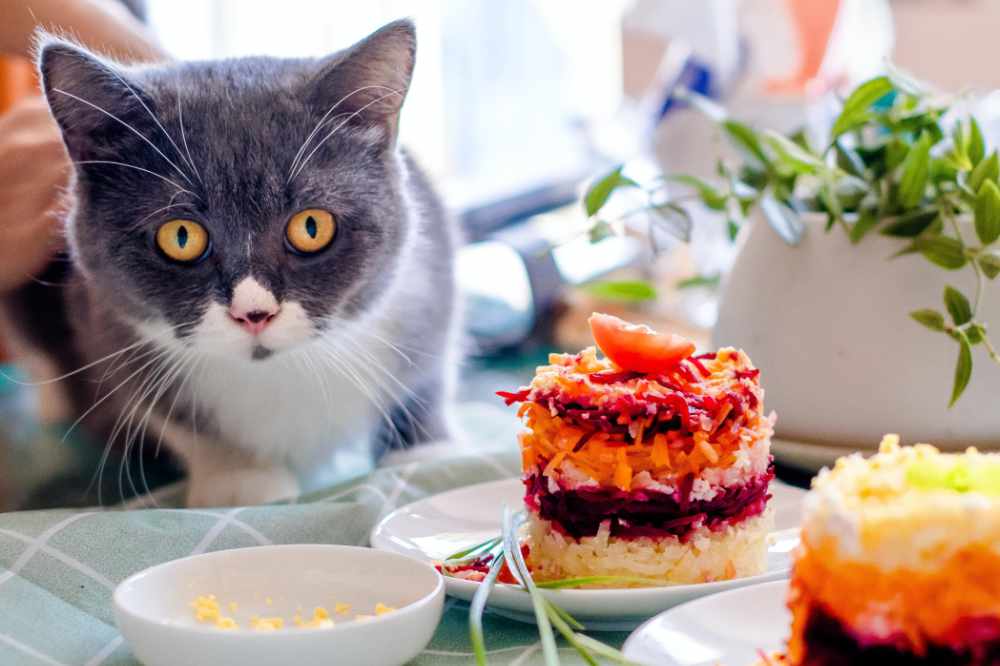 My Cat Licked My Food Can I Eat It (8 Reasons Not to Eat Something Your Cat Has Licked)