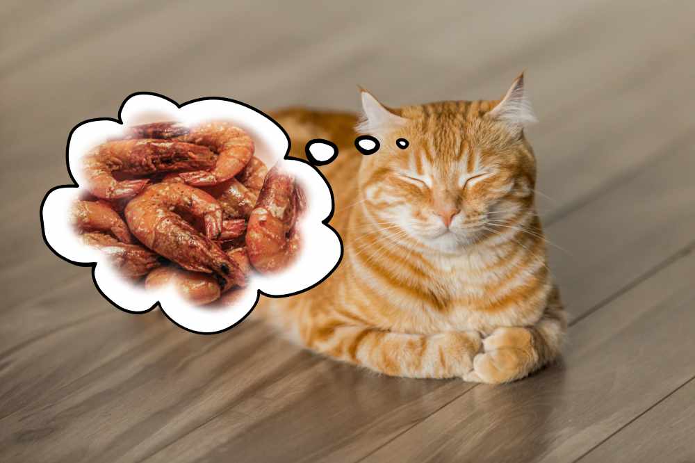 A cat dreaming of prawns